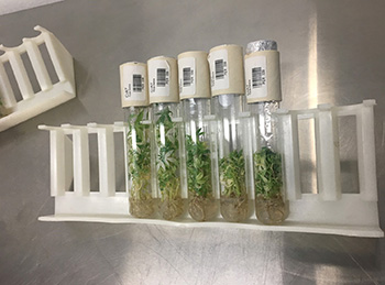 Learn more about Conflict Resilient Food Policy Systems and Cropping Choice Learn more about Conflict Resilient Food Policy Systems and Cropping Choice